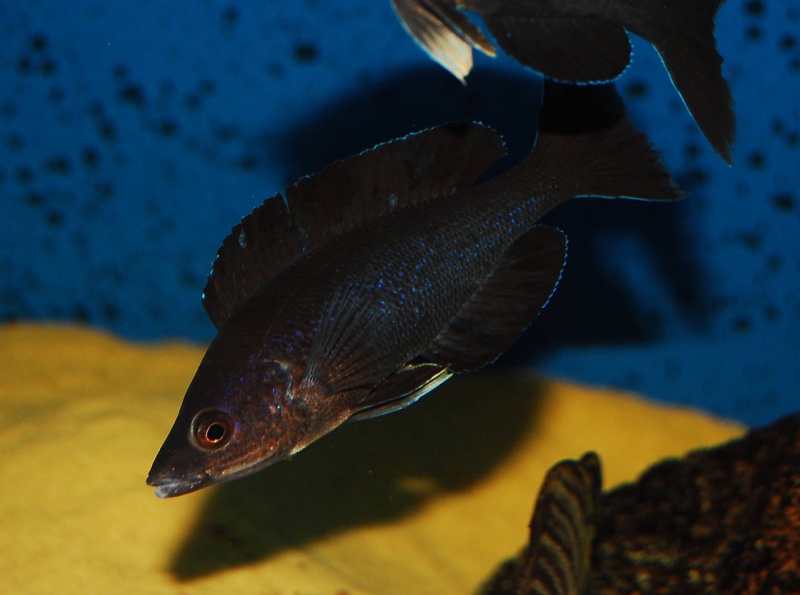 Cyprichromis microlepidotus 'Kiriza'